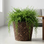 Kit 3 vasos Boisé em polietileno texturizado, formato cônico e design minimalista. Leves e resistentes para decorar salas, varandas e áreas externas.