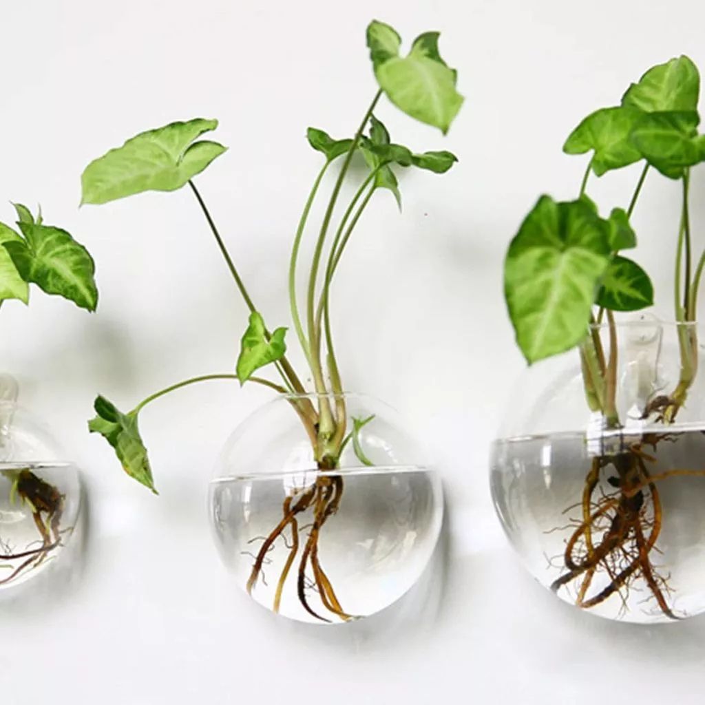 Vaso de Parede em Vidro Transparente para Hidroponia 14cm Louhir