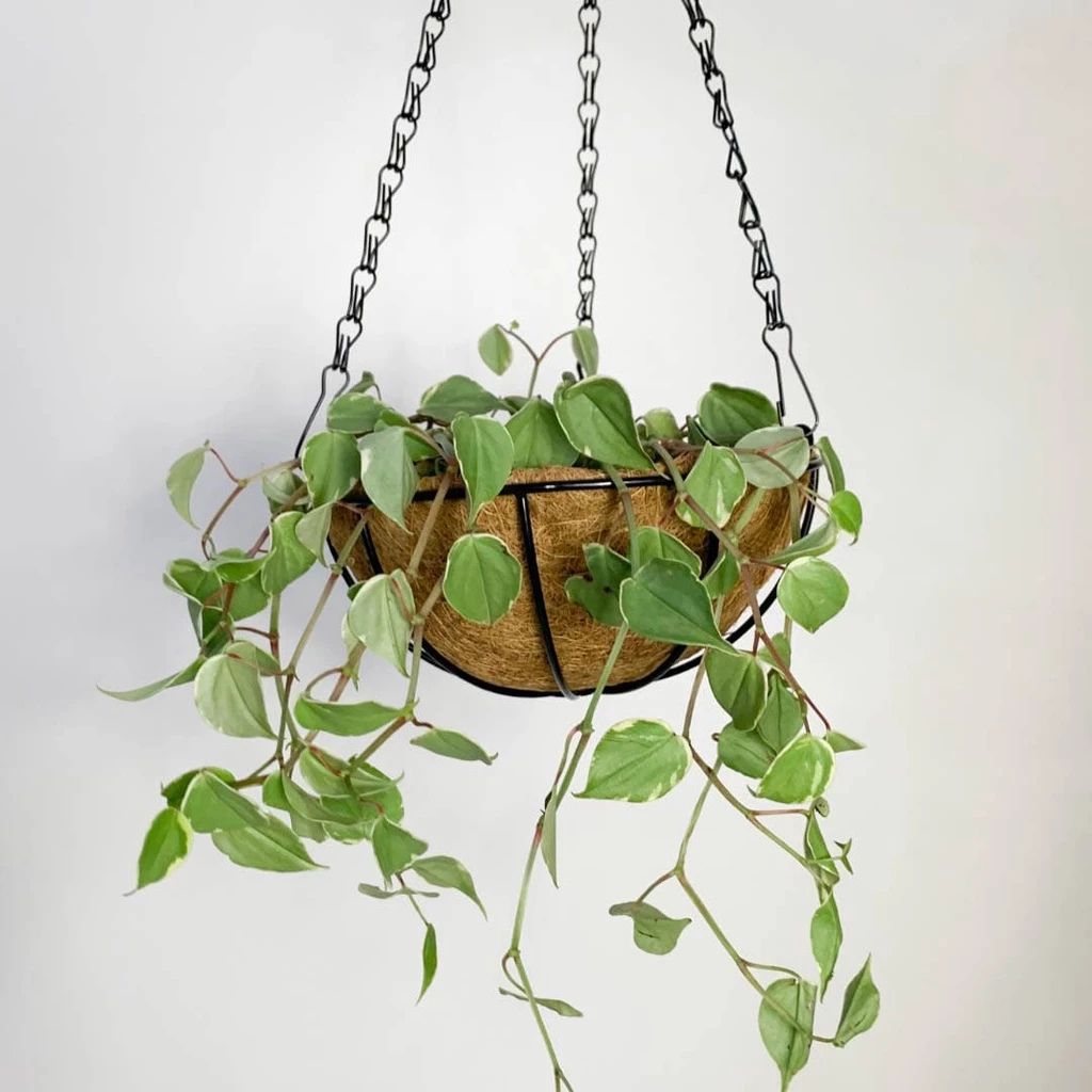 Vaso suspenso ecológico em fibra de coco com suporte de ferro e corrente. Ideal para jardins verticais, oferece ótima drenagem e aeração para suas plantas.